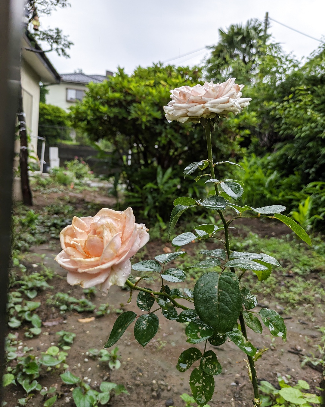 Soft rose blooming beside vegetable beds