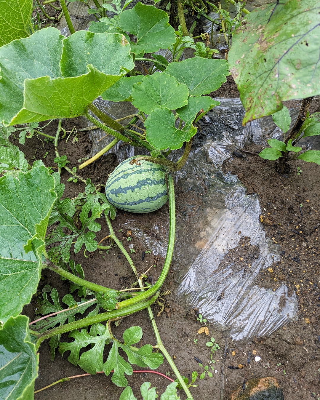 Small watermelon growing under green leaves